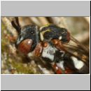 Epeolus variegatus - Filzbiene w03d 8mm - OS-Wallhorst-Sandgrube.jpg